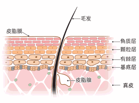 周期性皮膚管理的重要性！敏感肌需要特別關注