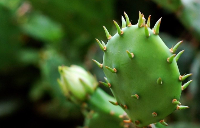 仙人掌原液：你的皮膚儲水庫