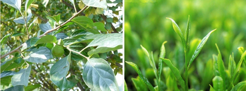 想讓精華效果翻多倍？做對這三點就OK！